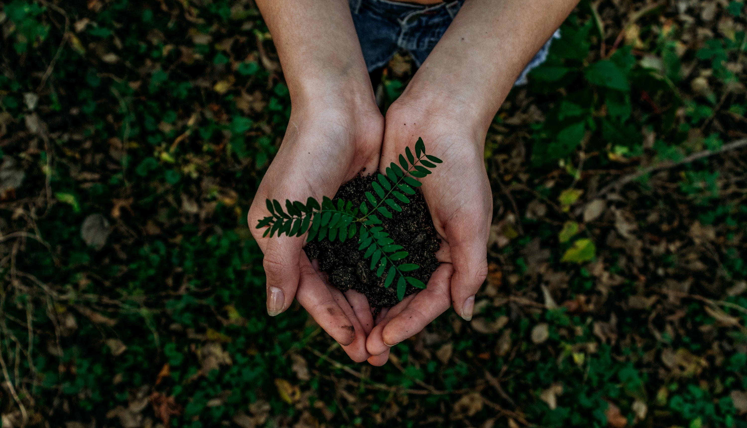 Cupped hands holding a fern